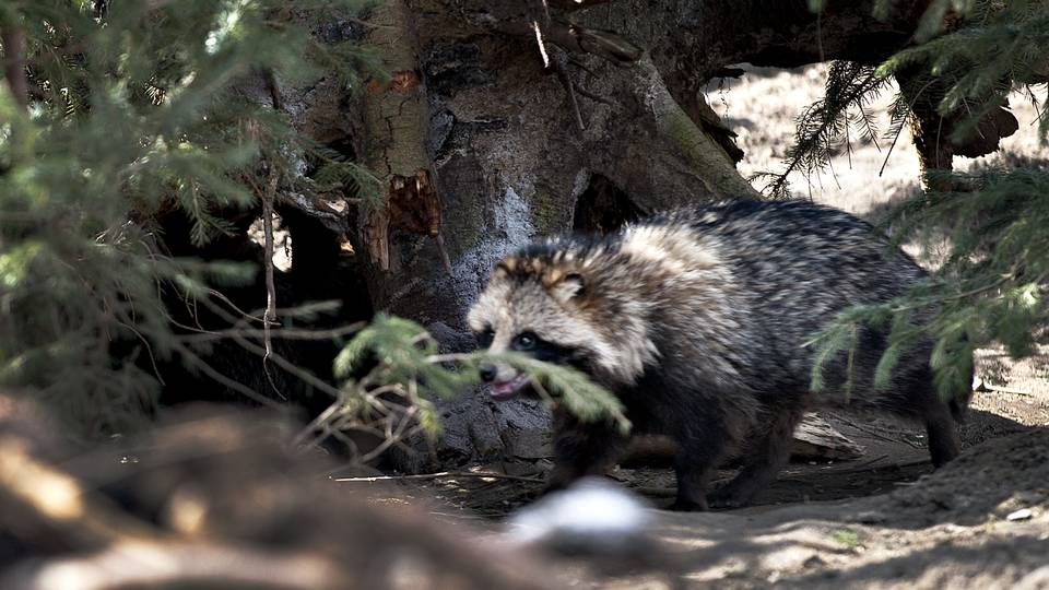 En mårhund fotograferet nær Silkeborg. Billedet stammer ikke fra DR's naturserie. | Foto: Anita Graversen / Ritzau Scanpix.