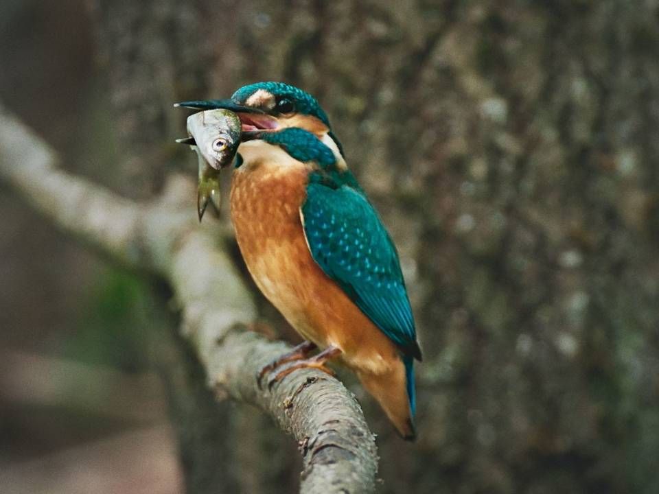 Billede fra "Vilde vidunderlige Danmark" på DR1. | Foto: Mastiff