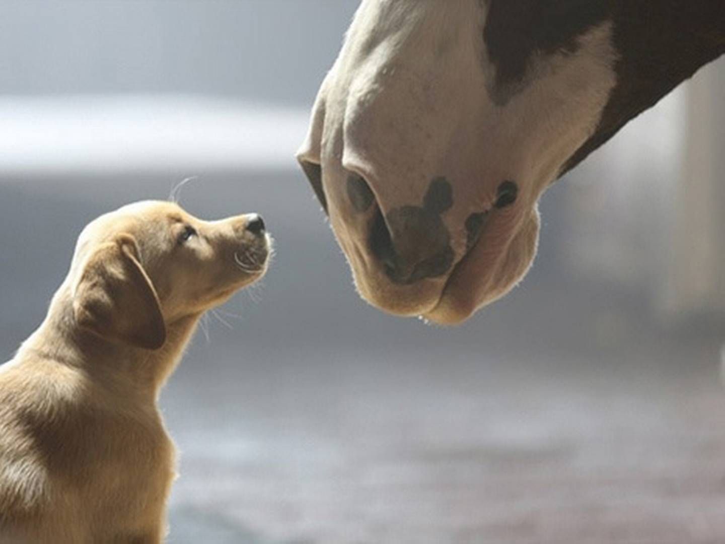 Fra Budweiser's 2014-reklame i Superbowl